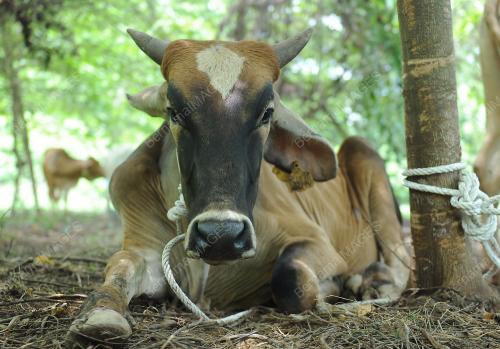 PTJ07_10092016_LEMBU