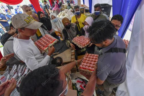 BEKALAN TELUR STABIL