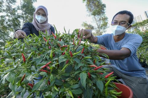 EKSEKUTIF PETRONAS USAHA RUMAH POKOK