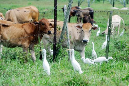 PTJ08_10092016_LEMBU