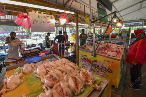 TINJAUAN ISU AYAM