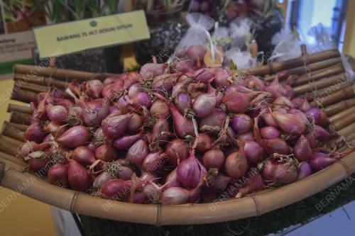 SEKURITI MAKANAN : PENANAMAN BAWANG DI MALAYSIA