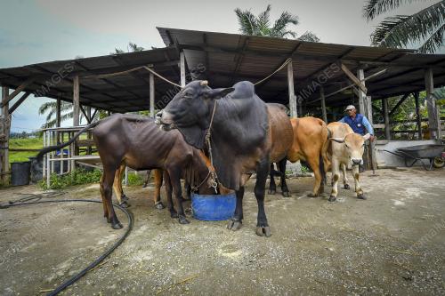 LEMBU KORBAN