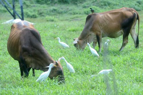 PTJ09_10092016_LEMBU