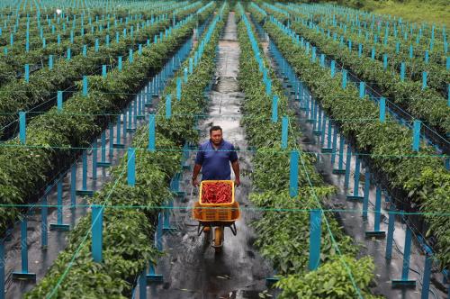 PENGUSAHA LADANG CILI