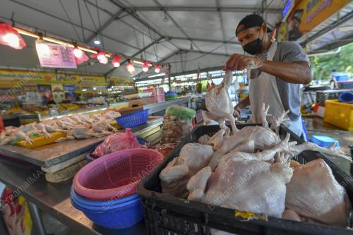 TINJAUAN ISU AYAM