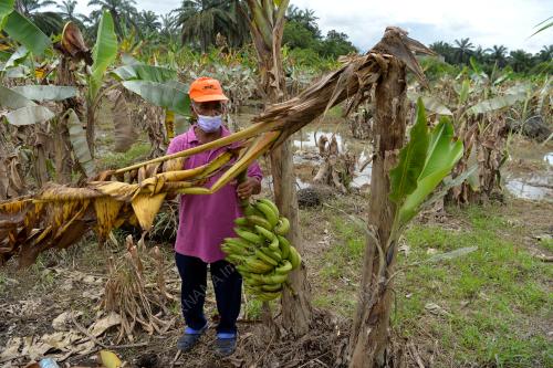 TINJAUAN PASCA BANJIR SEKTOR PERTANIAN
