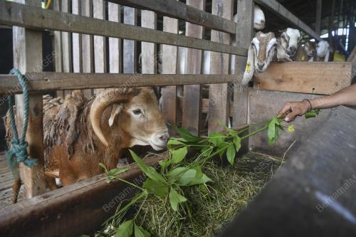 LEMBU KORBAN