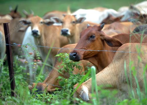 PTJ10_10092016_LEMBU