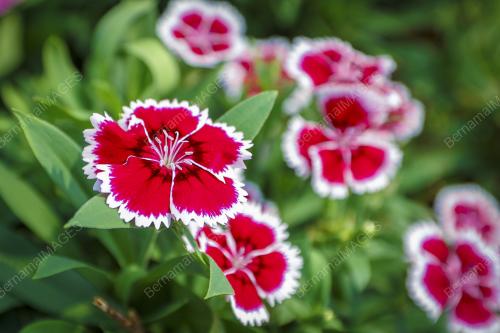 BUNGA TELUKI @ CARNATION