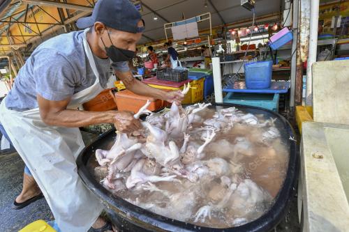 TINJAUAN ISU AYAM