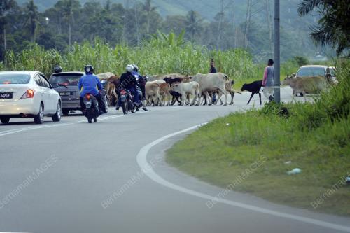 PTJ10_22022016_LEMBU