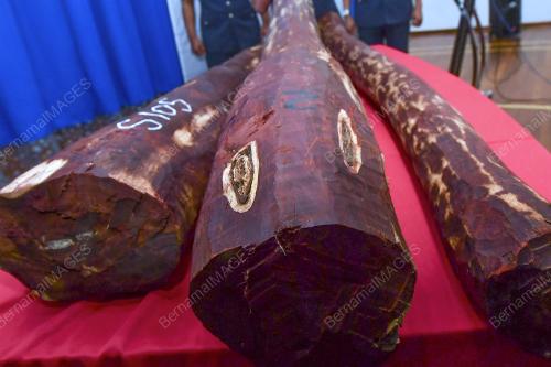 KASTAM TUMPASKAN CUBAAN SELUDUP KAYU MERAH