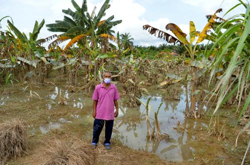 TINJAUAN PASCA BANJIR SEKTOR PERTANIAN