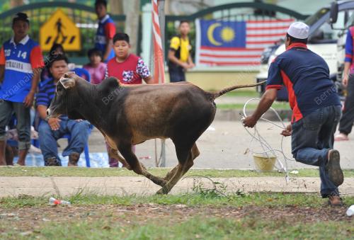 PTJ11_05102014_AIDILADHA