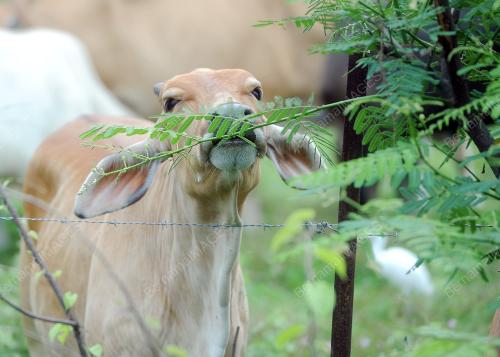 PTJ11_10092016_LEMBU