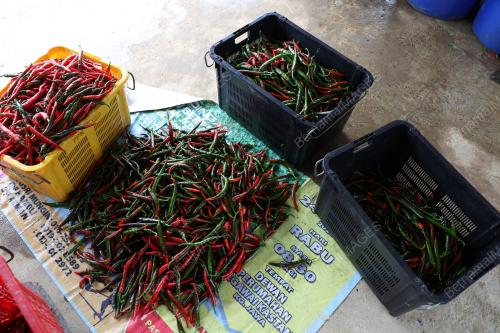 PENGUSAHA LADANG CILI