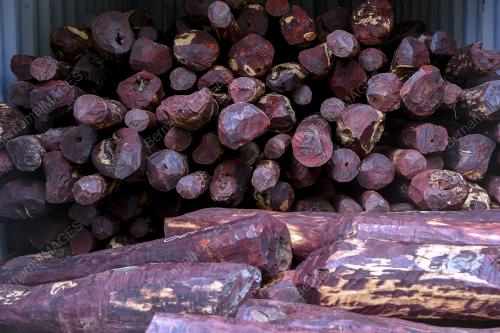 KASTAM TUMPASKAN CUBAAN SELUDUP KAYU MERAH