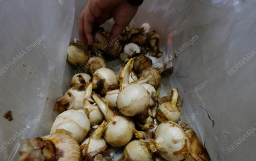 KEREPEK NGAKU
