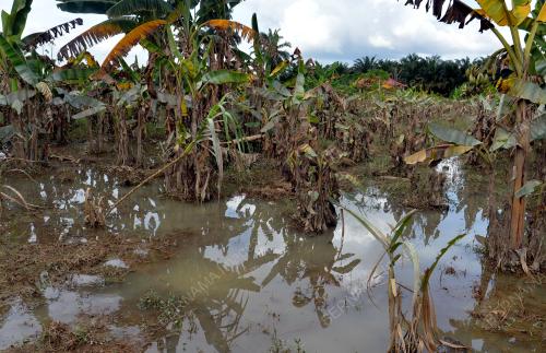 TINJAUAN PASCA BANJIR SEKTOR PERTANIAN