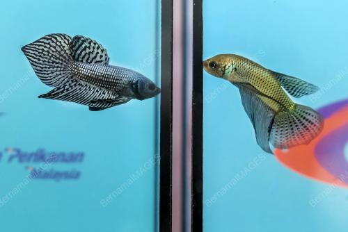IKAN LAGA LIAR