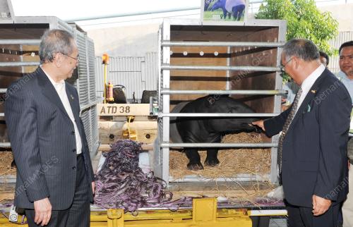 PTJ12_04122015_TAPIR