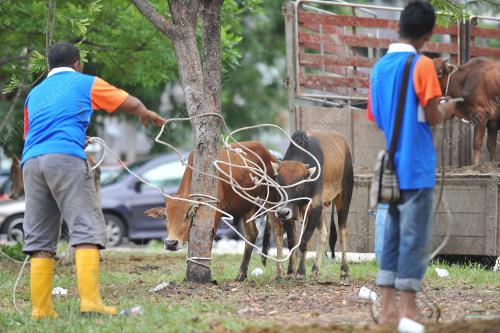 PTJ12_05102014_AIDILADHA