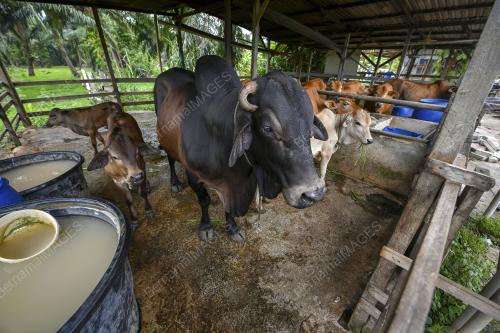 LEMBU KORBAN