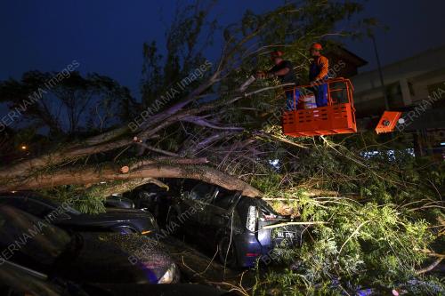 POKOK HEMPAP KERETA DI CYBER VALLEY DENGKIL