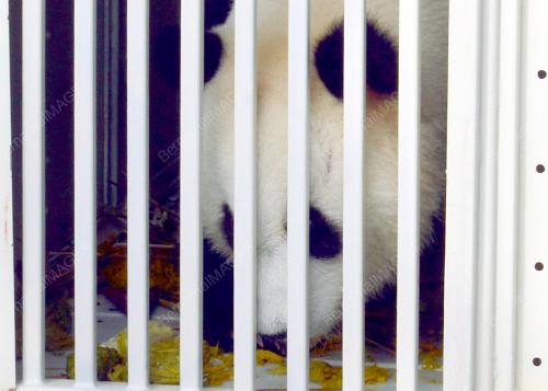PTJ12_21052014_PANDA_TIBA