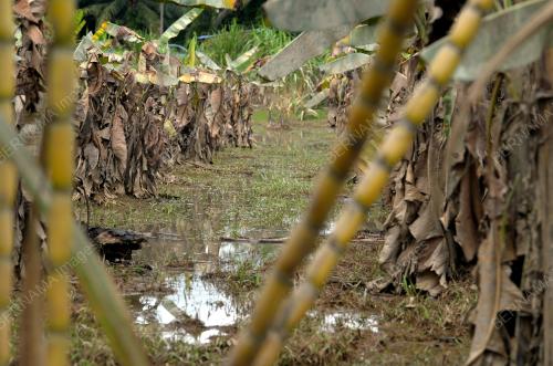 TINJAUAN PASCA BANJIR SEKTOR PERTANIAN