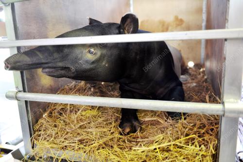 PTJ13_04122015_TAPIR