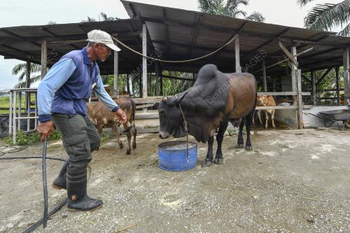 LEMBU KORBAN