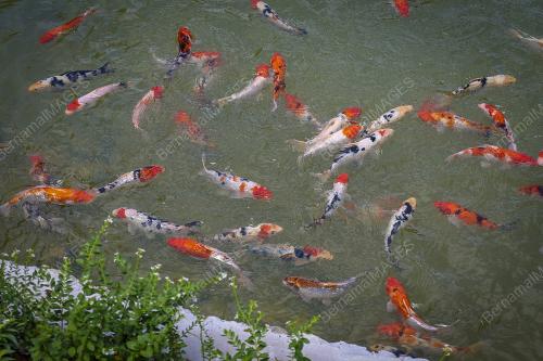 TAMAN PERSAHABATAN MALAYSIA - CHINA