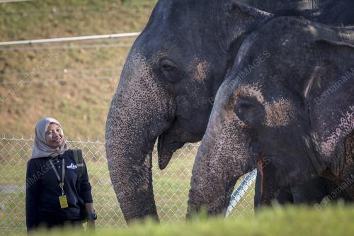 GAJAH - KEBERANGKATAN PULANG AGONG