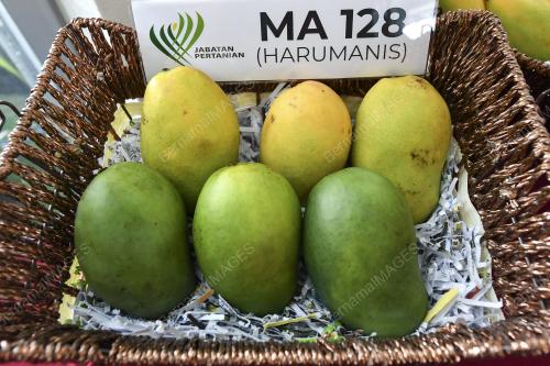 HARUMANIS DALAM TALIAN CATAT JUALAN RM22 JUTA