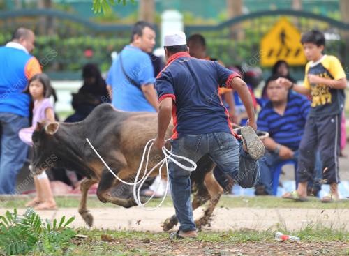 PTJ14_05102014_AIDILADHA