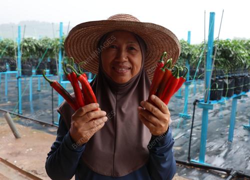 PENGUSAHA LADANG CILI