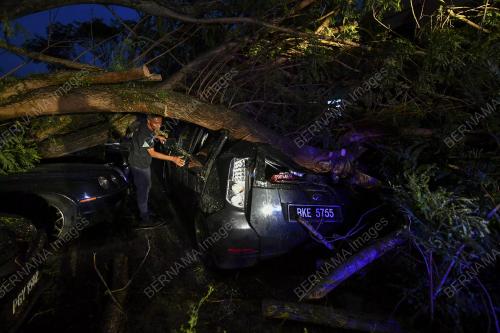 POKOK HEMPAP KERETA DI CYBER VALLEY DENGKIL