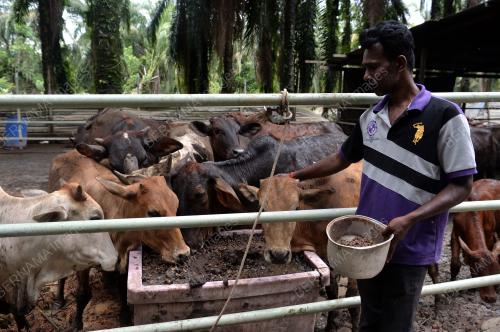 TINJAUAN PASCA BANJIR SEKTOR PENTERNAKAN