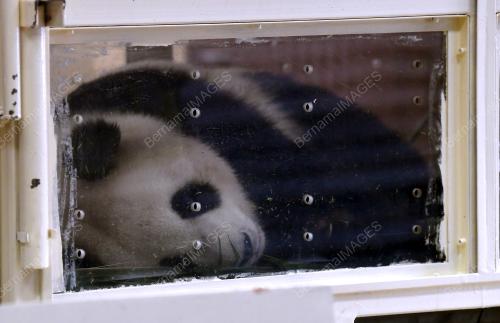 PTJ16_14112017_PANDA