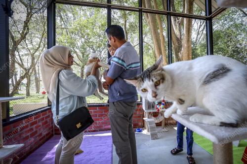 TAMAN KUCING CYBERJAYA