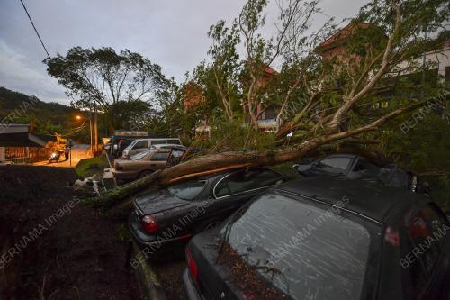 POKOK HEMPAP KERETA DI CYBER VALLEY DENGKIL
