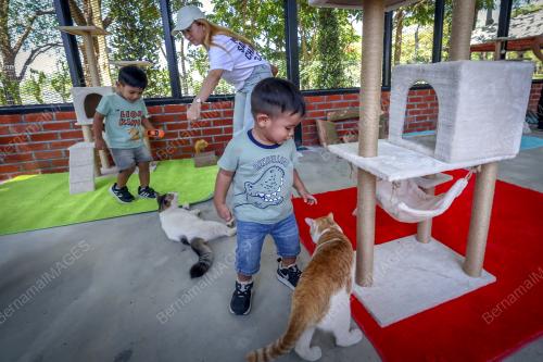 TAMAN KUCING CYBERJAYA