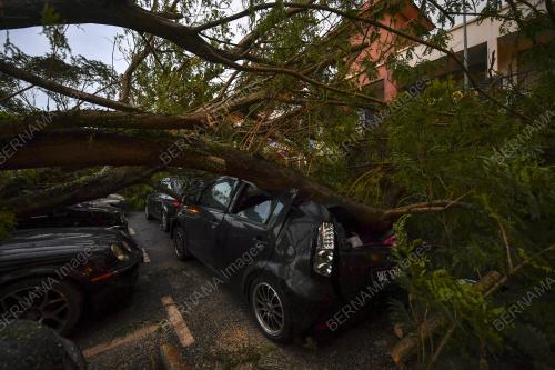 POKOK HEMPAP KERETA DI CYBER VALLEY DENGKIL