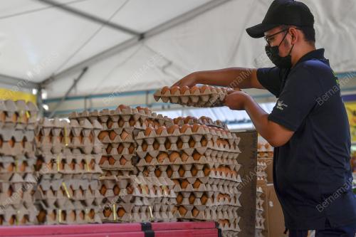 TINJAUAN TELUR AYAM