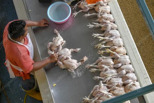 TINJAUAN AYAM SEGAR