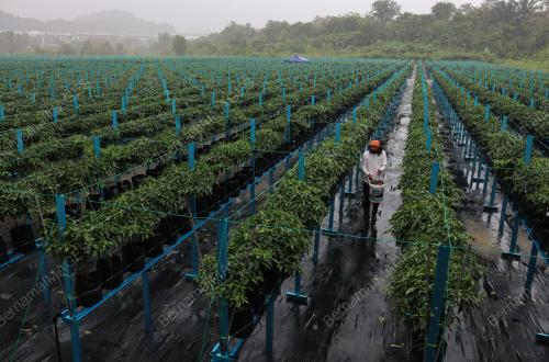 PENGUSAHA LADANG CILI