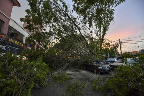 POKOK HEMPAP KERETA DI CYBER VALLEY DENGKIL