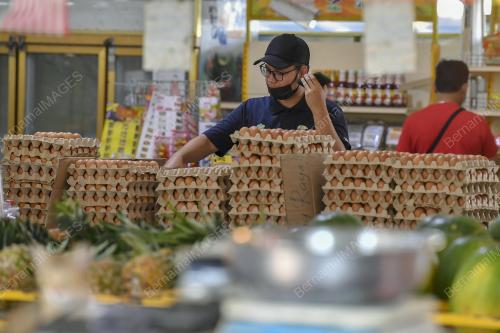 TINJAUAN TELUR AYAM